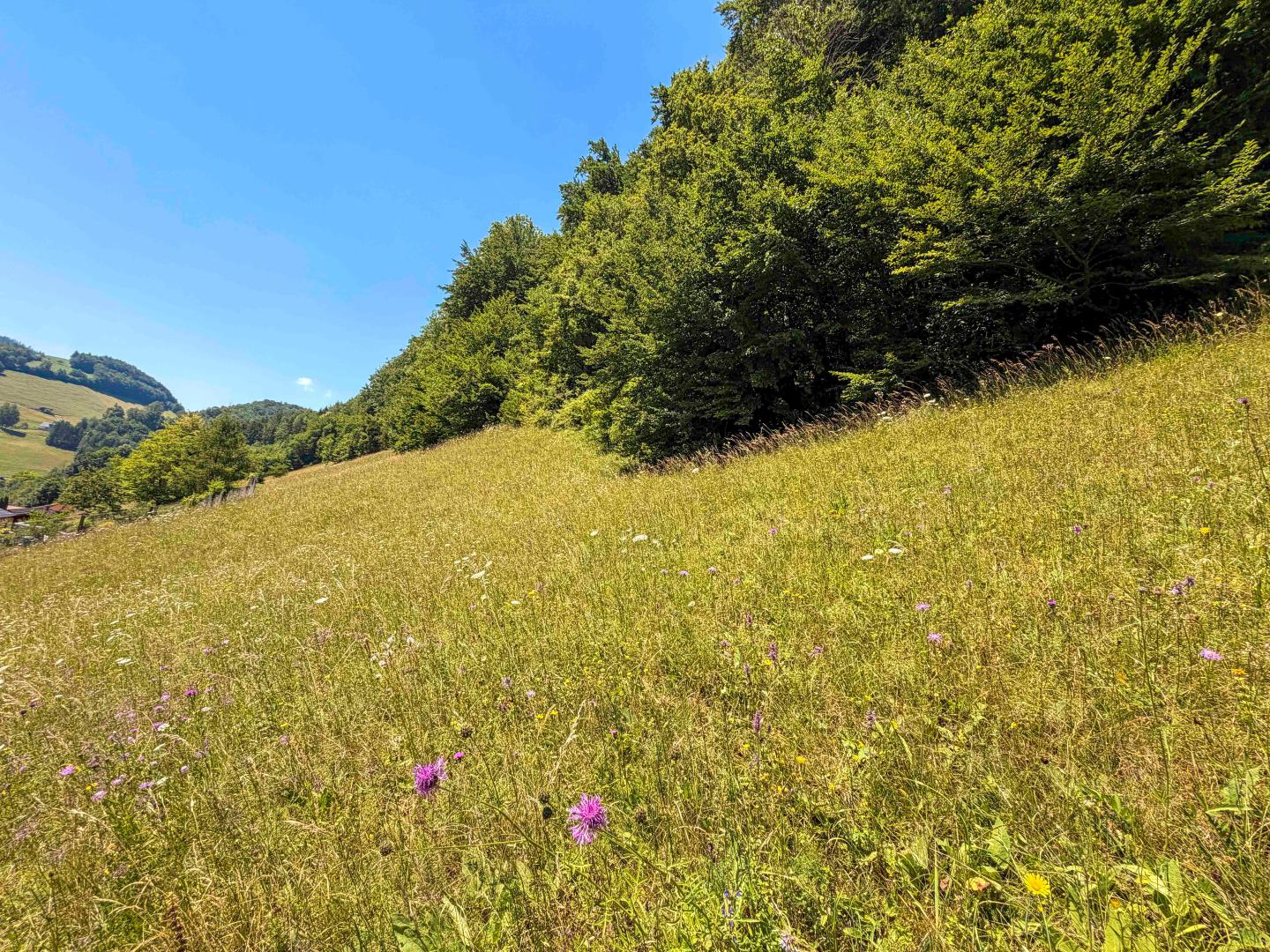 Land & Gut: Herrschaftlicher Gutshof. Eingebettet in der Natur des Ennstals.